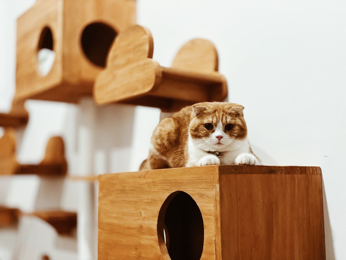 Original PetCasa archive project 19