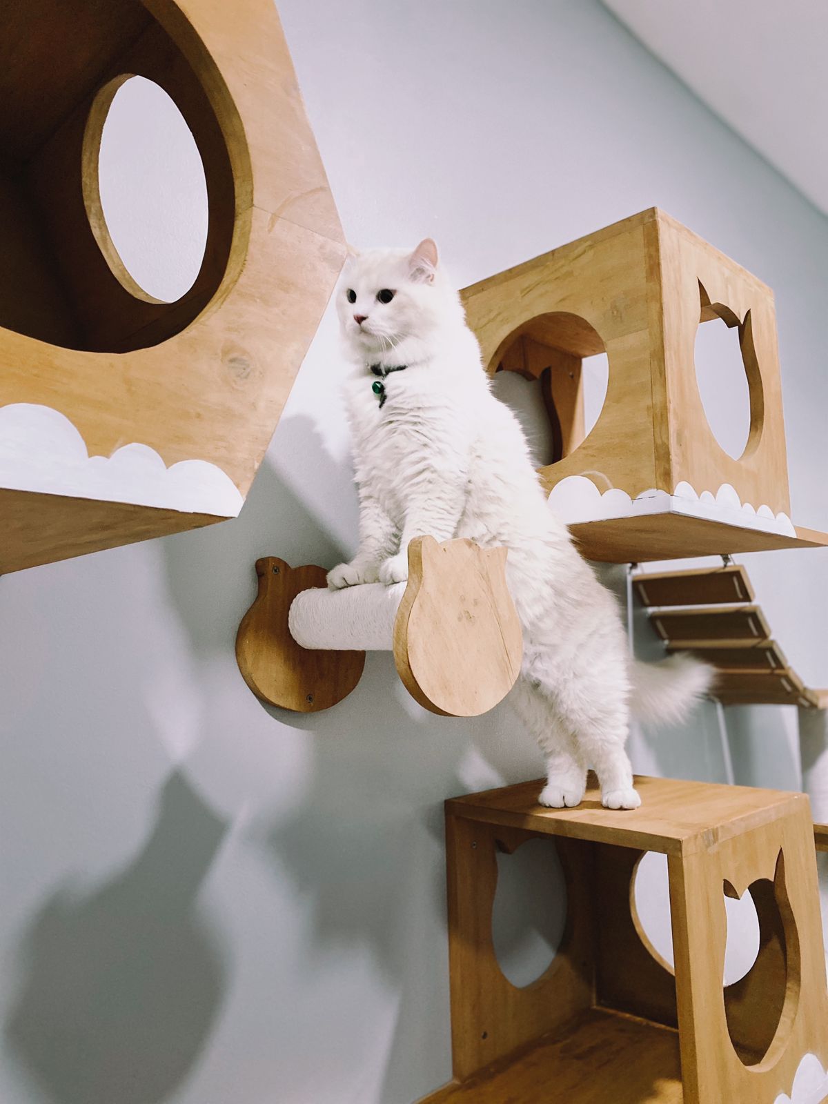 Original PetCasa archive project 1